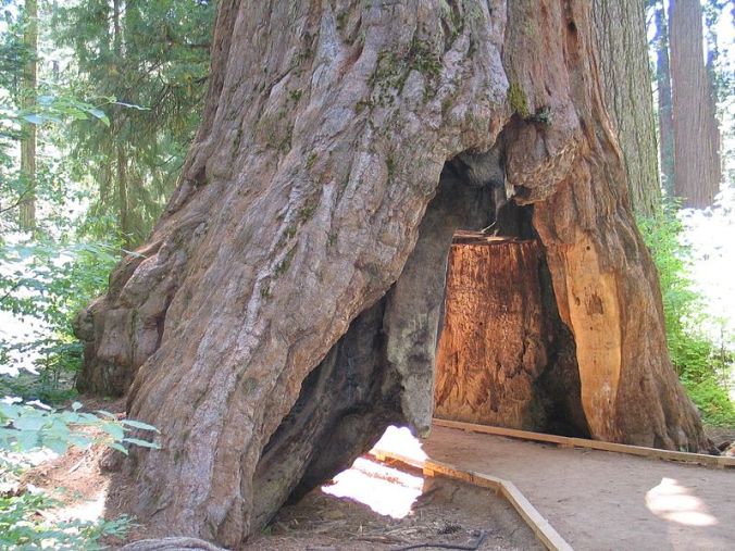 tunnel-in-the-pioneer-cabin-tree-public-domain