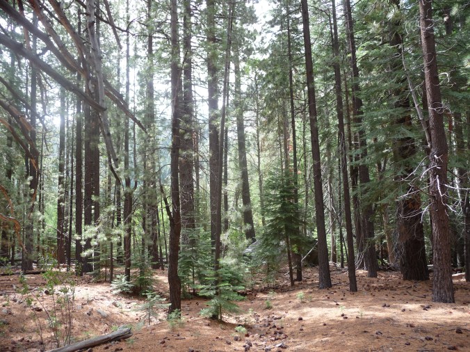 Eastern Sierras Forest