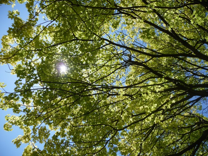 University of Chicago campus tree