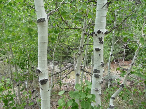 Aspen Trees near Twin Lakes