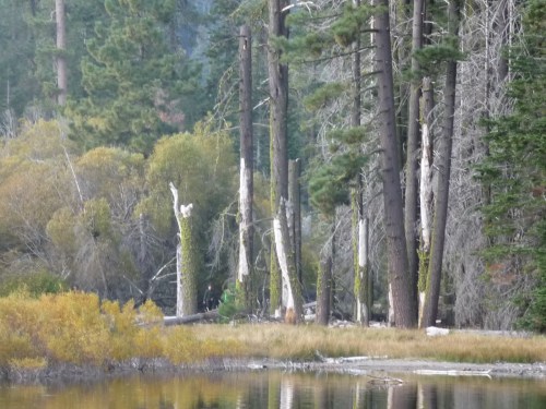 Lassen_Manzanita Lake_Shoreline_1