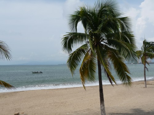 Puerto Vallarta_Palm Trees