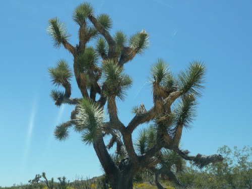 Joshua Tree_1