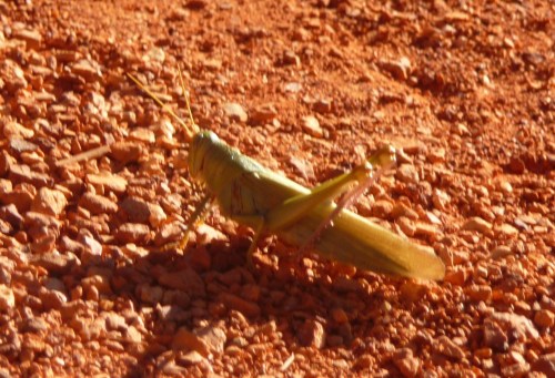 Zion_Watchman Campground_Grasshopper_1