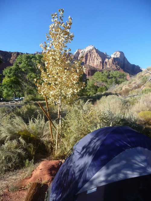 Zion_Watchman Campground_Ginkgo Biloba Tree_1
