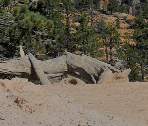 Bryce Canyon_Queen's Garden Trail_Fallen Tree