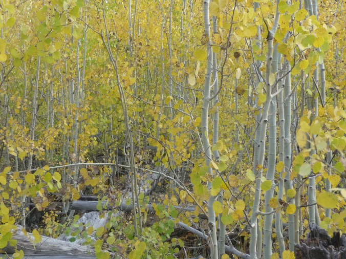Grand Canyon_North Rim_Aspen Trees_1