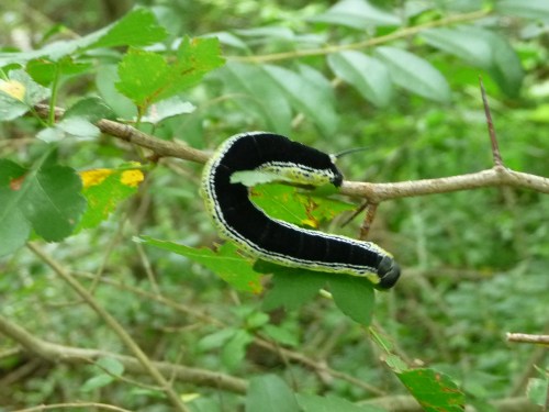 Spring Hill TN_Harvey Park_McCutcheon Creek_Bug_2