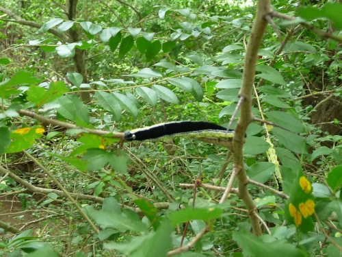 Spring Hill TN_Harvey Park_McCutcheon Creek_Bug_1