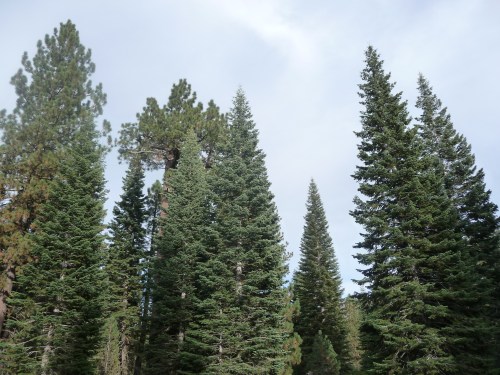 Lassen_Manzanita Lake_Treetops_1