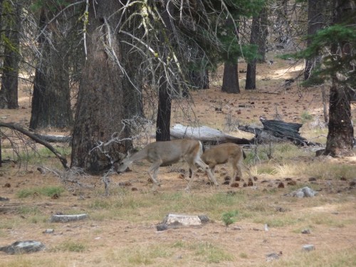 Lassen_Manzanita Lake_Deer_1