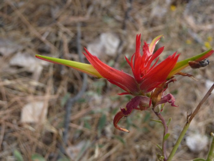 Zion_Taylor Creek Trail_Flower &amp; Bug