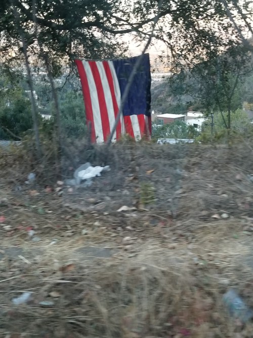 Flag Hanging From Tree