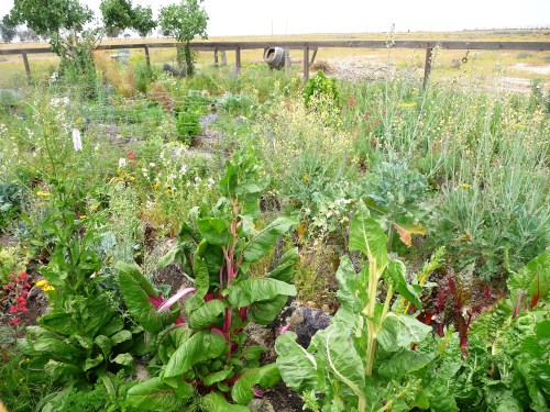 Col Allensworth SHP_Garden