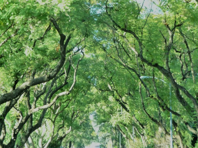 Green Jacaranda Canopy
