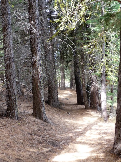 Lassen_Manzanita Lake_Path_1