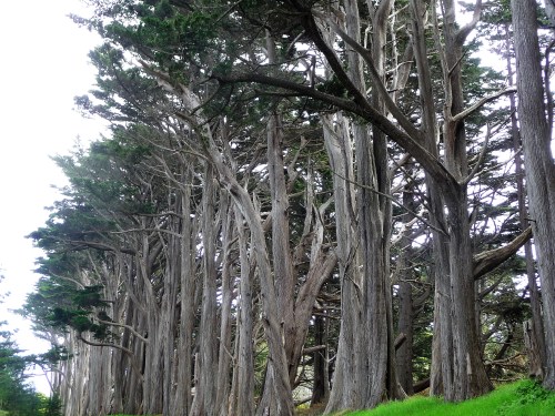 James V. Fitzgerald Marine Reserve_Cypress Grove_1