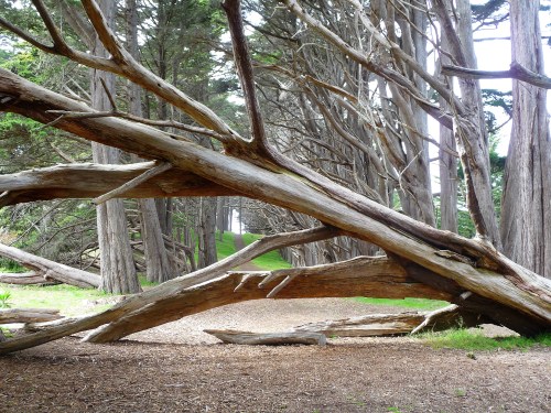 James V. Fitzgerald Marine Reserve_Cypress Grove_2