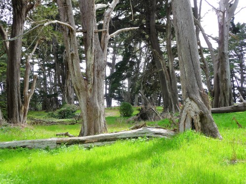 James V. Fitzgerald Marine Reserve_Cypress Grove_3