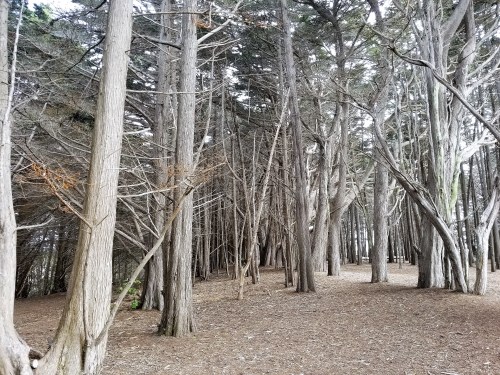 James V. Fitzgerald Marine Reserve_Cypress Grove_Marked Trees_1