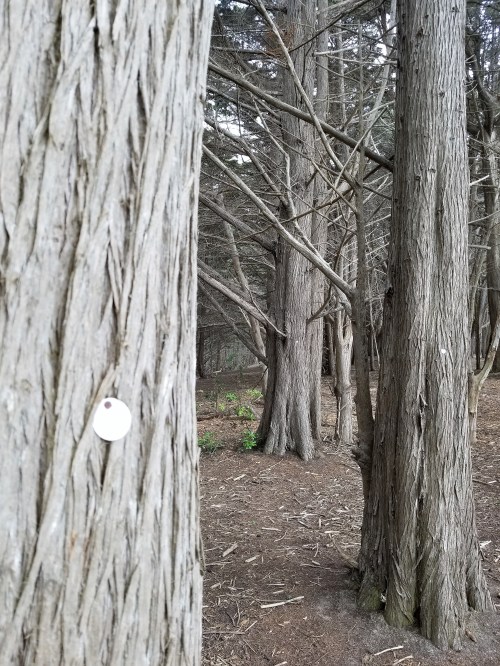 James V. Fitzgerald Marine Reserve_Cypress Grove_Marked Trees_3