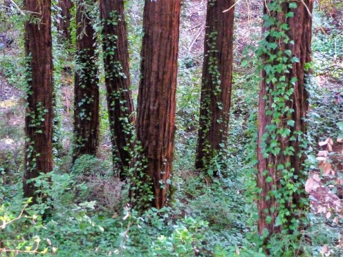 Redwood Trees