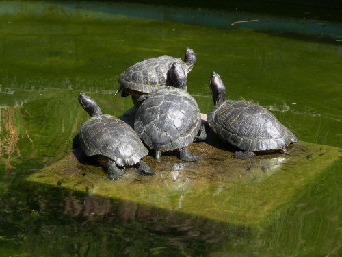 Pile of Turtles