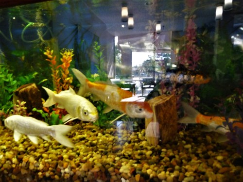 Fish Tank & Lobby