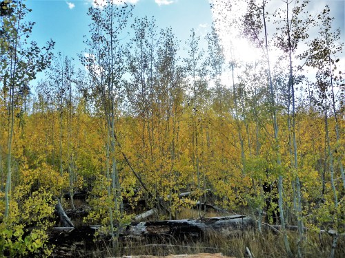 Lay Here and Watch the Trees Sway