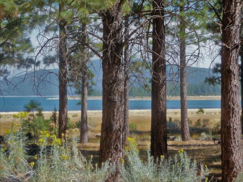 The Wind Sweeps through the Pines