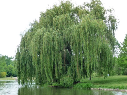 Willow Tree_Turning Back On Inclement Weather