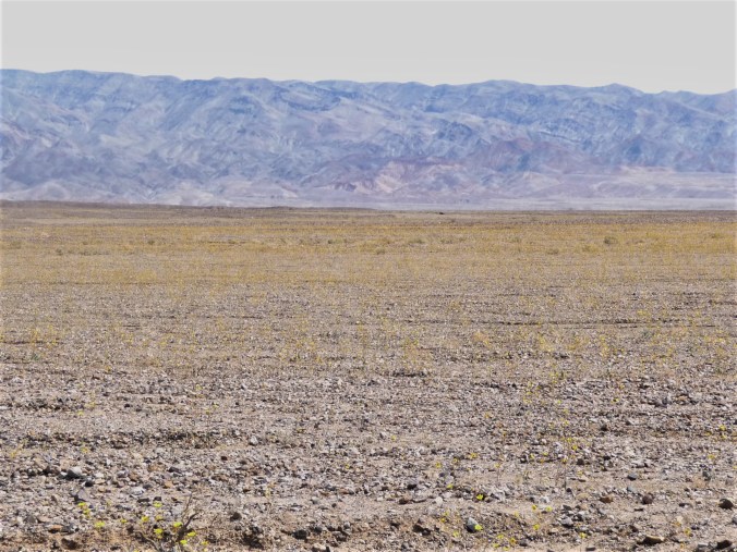 Death Valley Wildflowers_Sea Level