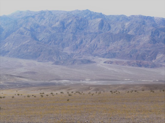 Death Valley Wildflowers_Sea Level_2