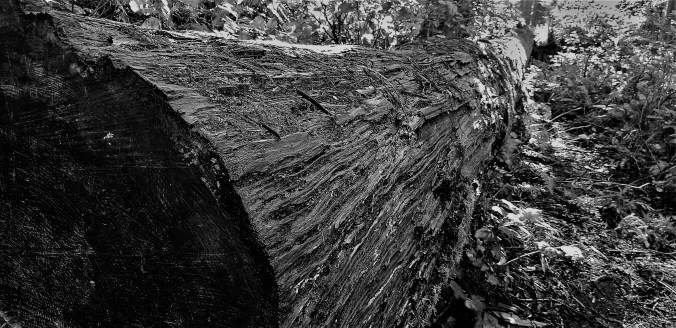 Woodcut_B&amp;W