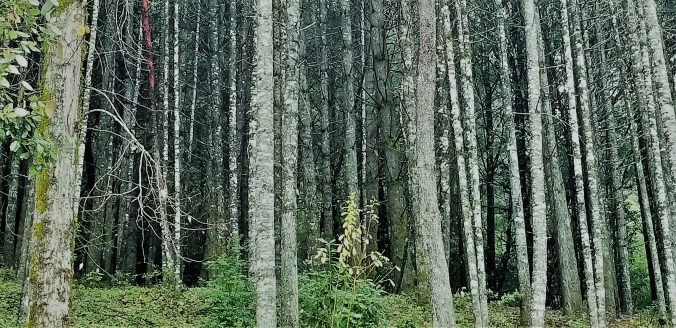 Trees Glorious Trees